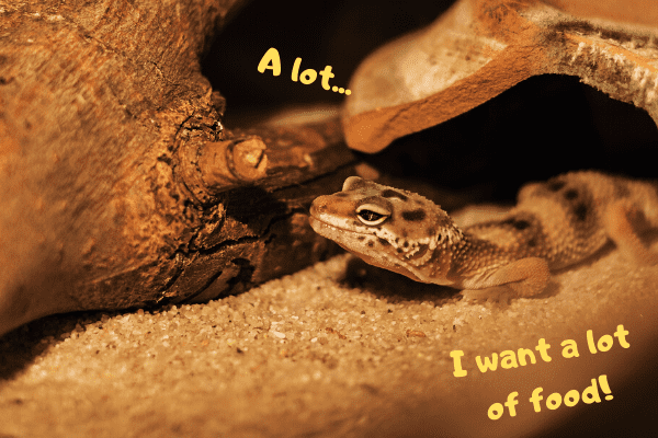 Image of a leopard gecko saying it wants a lot of food.