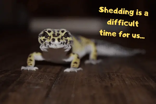 Image of a leopard gecko saying that shedding is a difficult time for them