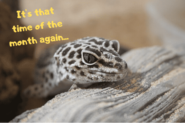 Image of a leopard gecko saying that it's that time of the month again