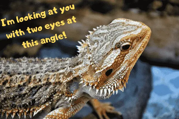 Bearded dragon saying that he is looking at you with two eyes due to its third eye on the top of its head.