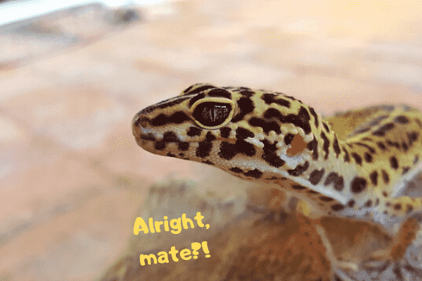 Image of a leopard gecko saying "alright, mate?!"