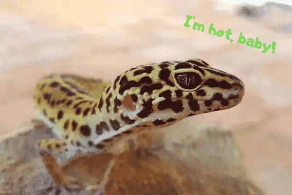 Image of a leopard gecko telling everyone that they're hot