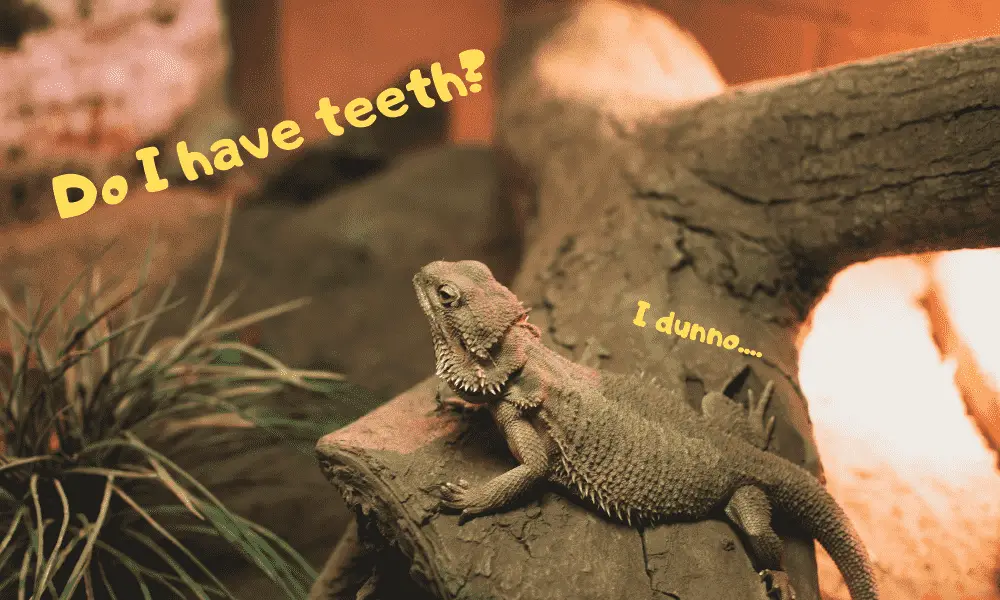 Image of a bearded dragon wondering whether he has teeth or not.