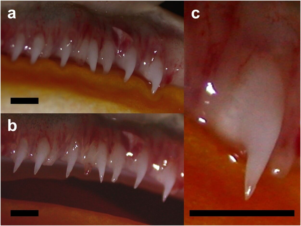 Horned frog teeth