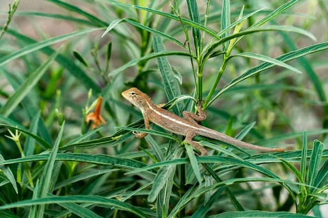 Are Salamander poisonous