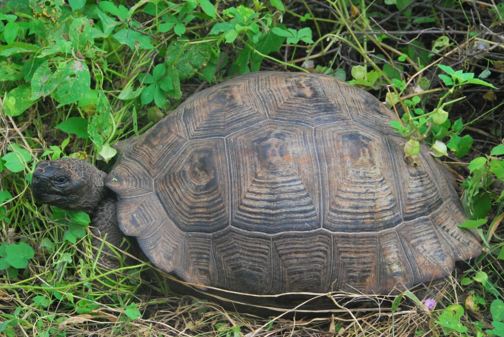 Chelonoidis_vandenburghi from 30 largest tortoises blog 